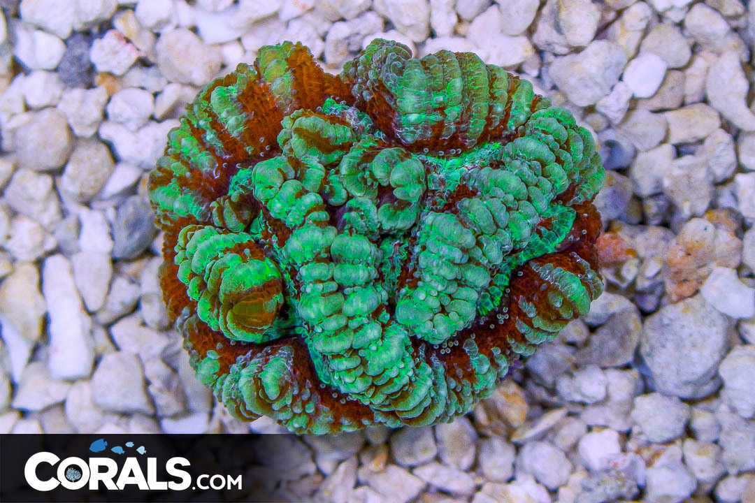 IMG_8451 | Corals.com