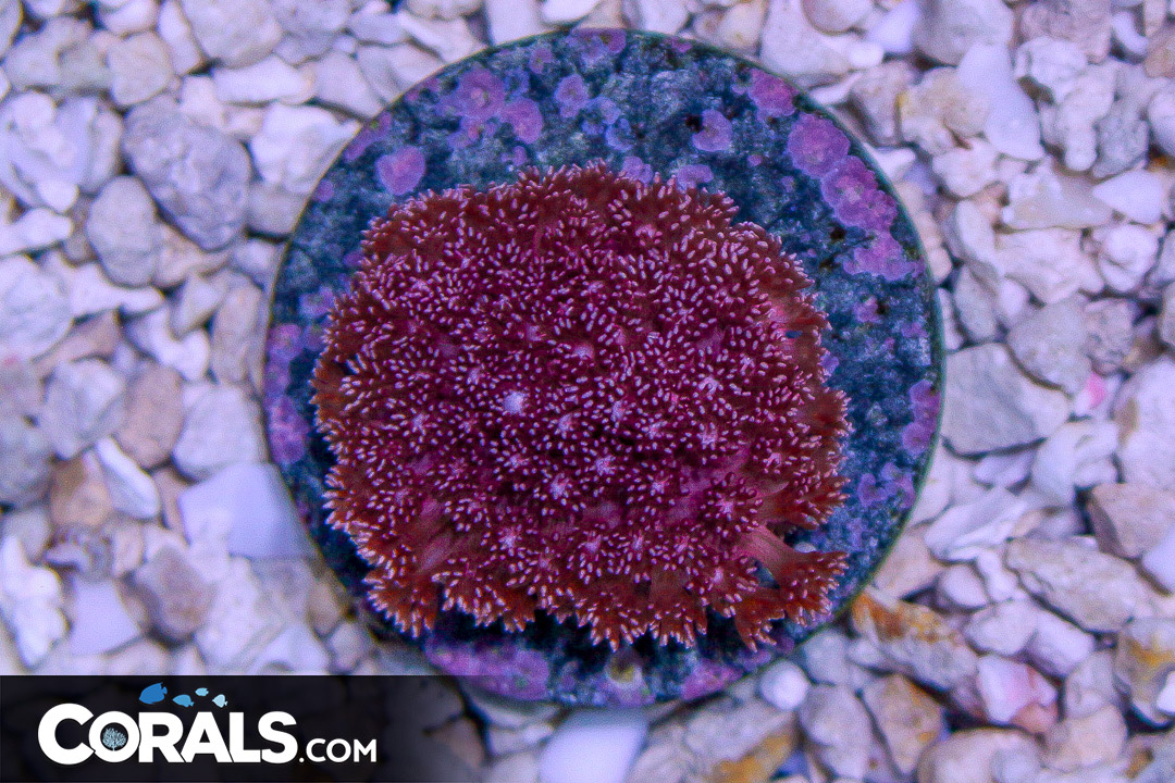 Goniopora Short Polyp Frag | Corals.com