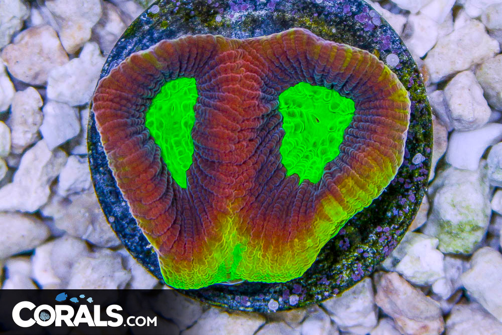 IMG_2978 | Corals.com