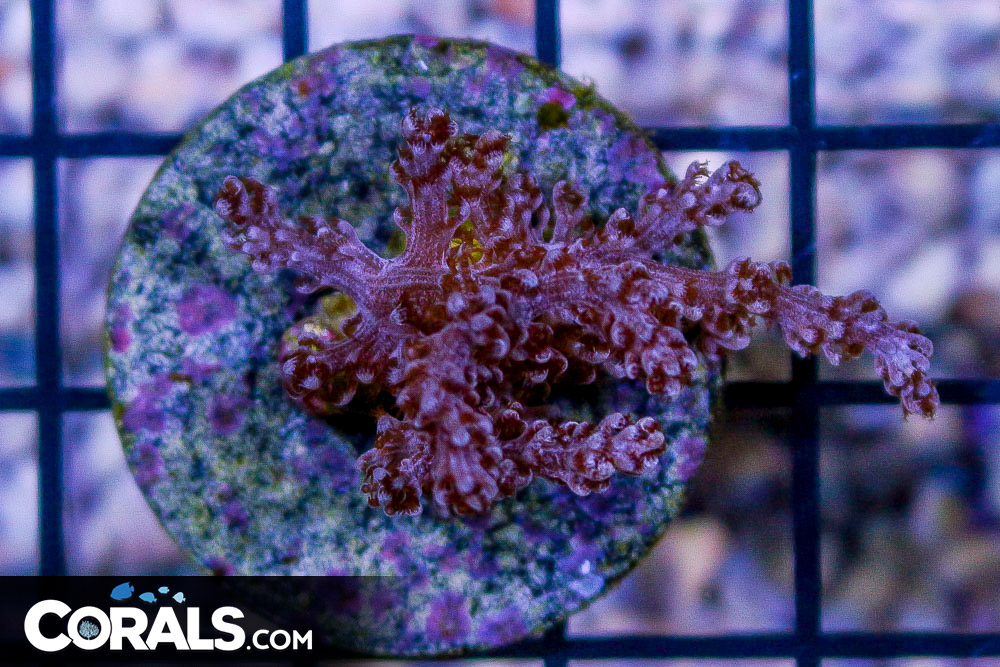 TruBlu Supply Live Saltwater Coral Frag - Kenya Tree Soft Leather - 1 to 3  Inch Free Floating Frags TBSLSP1050