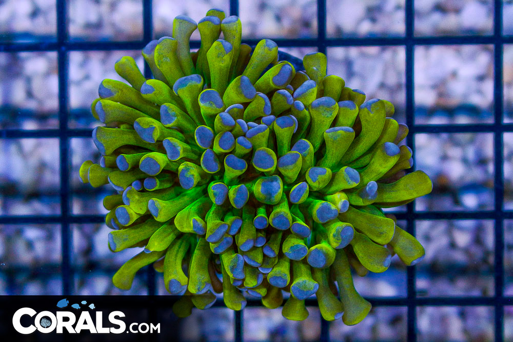 Corals.com