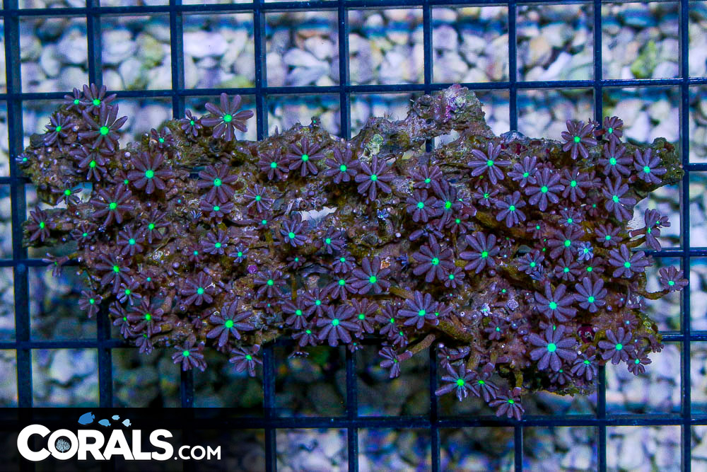 LONG Daisy Polyp – Indonesia NEON EYES | Corals.com