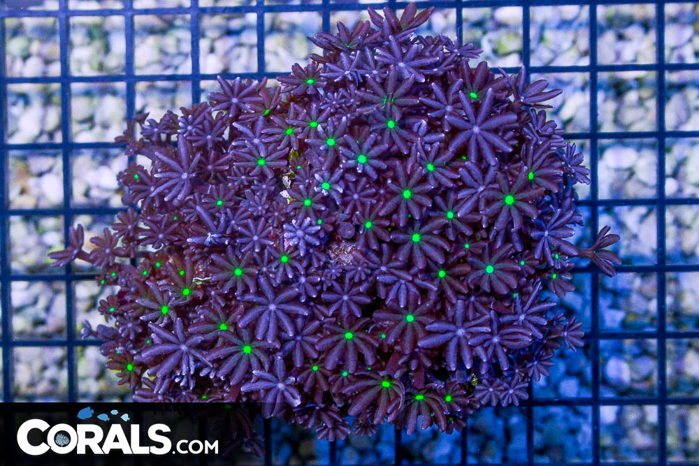 Daisy Polyp – Indonesia NEON EYES – Loaded with Polyps! | Corals.com