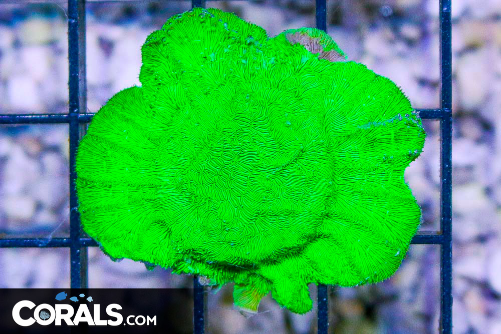 POISON IVY Leptoseris Frag Super Encrusted | Corals.com