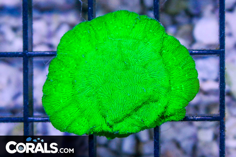 POISON IVY Leptoseris Frag Super Encrusted | Corals.com