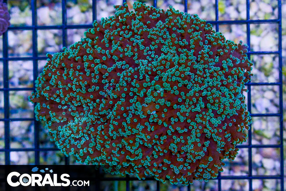 Frogspawn Wall – Australia Green Tips | Corals.com
