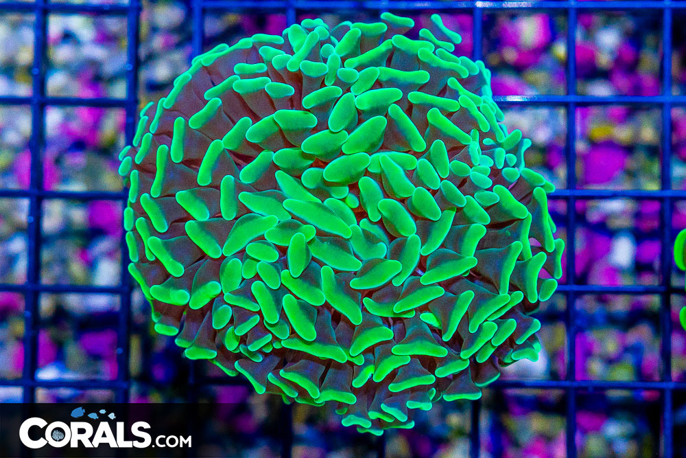BIG Branching Hammer Frag – Australia GREEN - Image 1