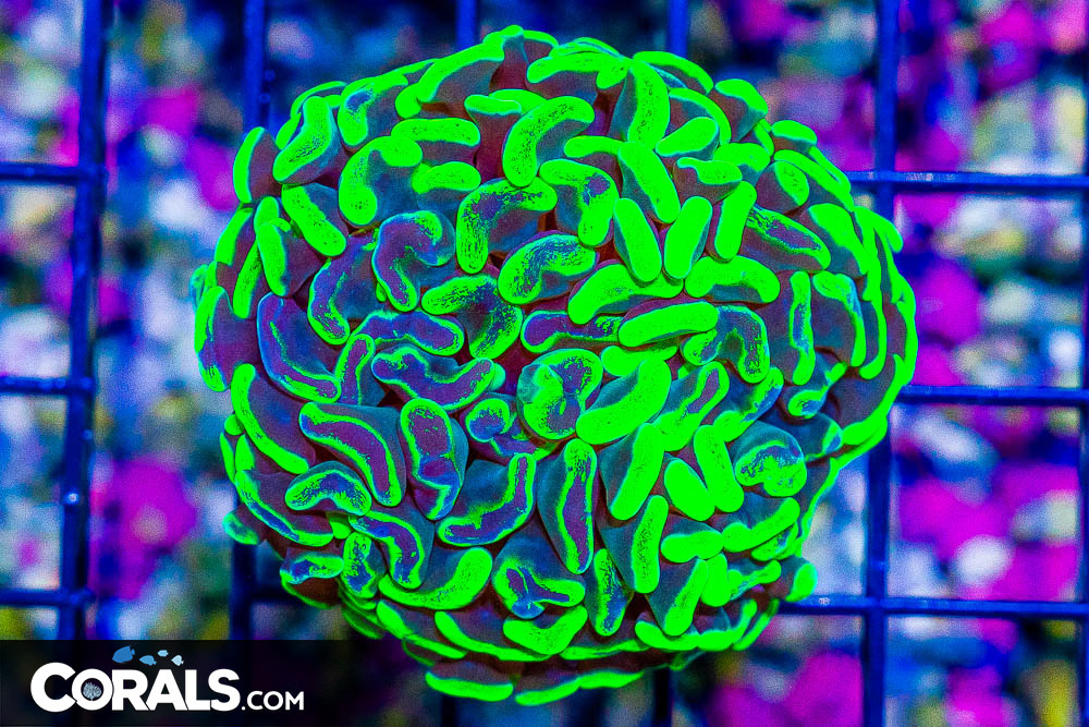 BIG Branching Hammer Frag – Australia NEON TOXIC - Image 1