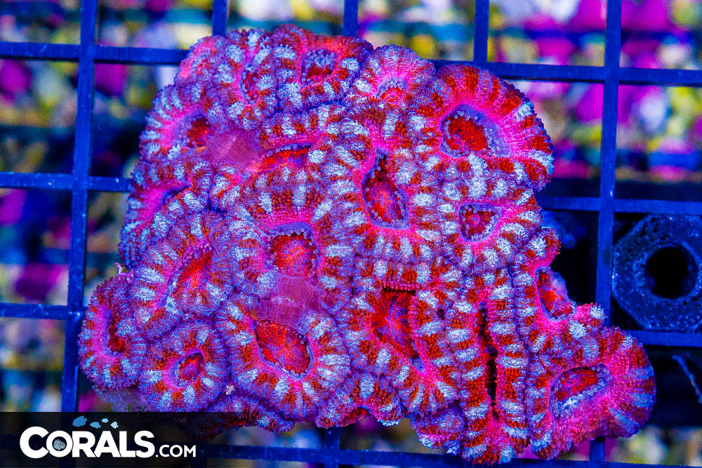 Acan Lord – Australia Ultra Candy Cane Pink - Image 1