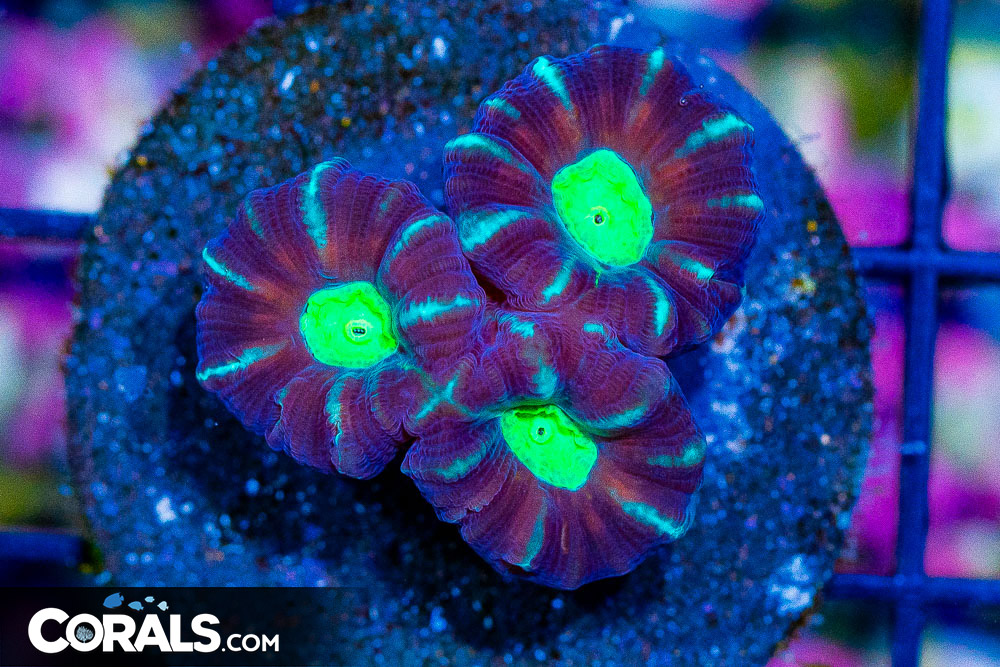 Candy Cane Frag - Image 1