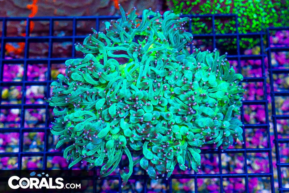 Elegance – Australia Flat Bottom! - Image 1