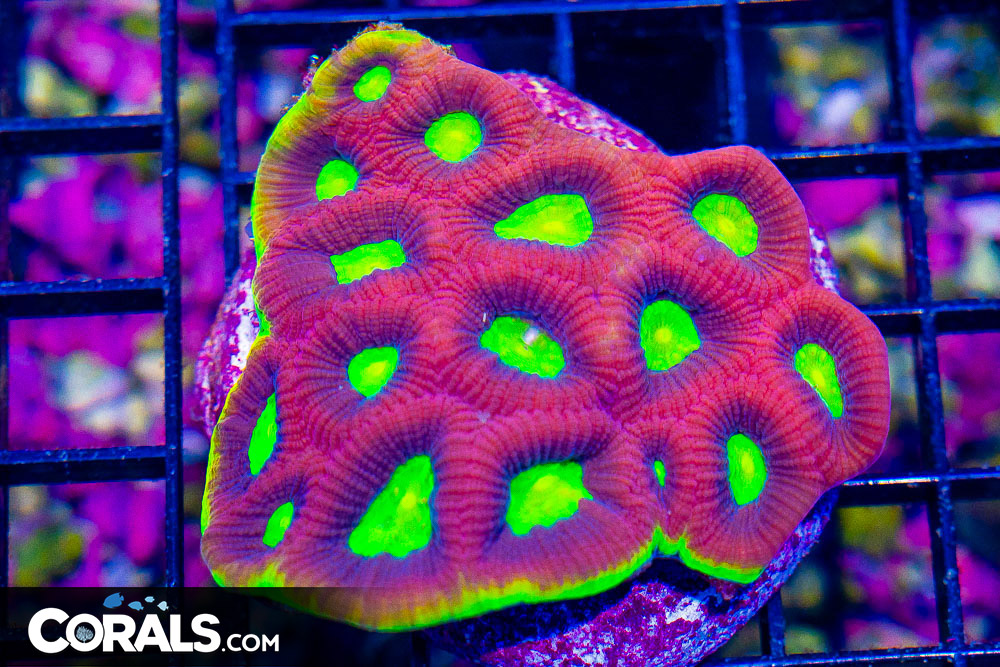 Dragon Soul Prism Favia – MINI COLONY on Base! - Image 1