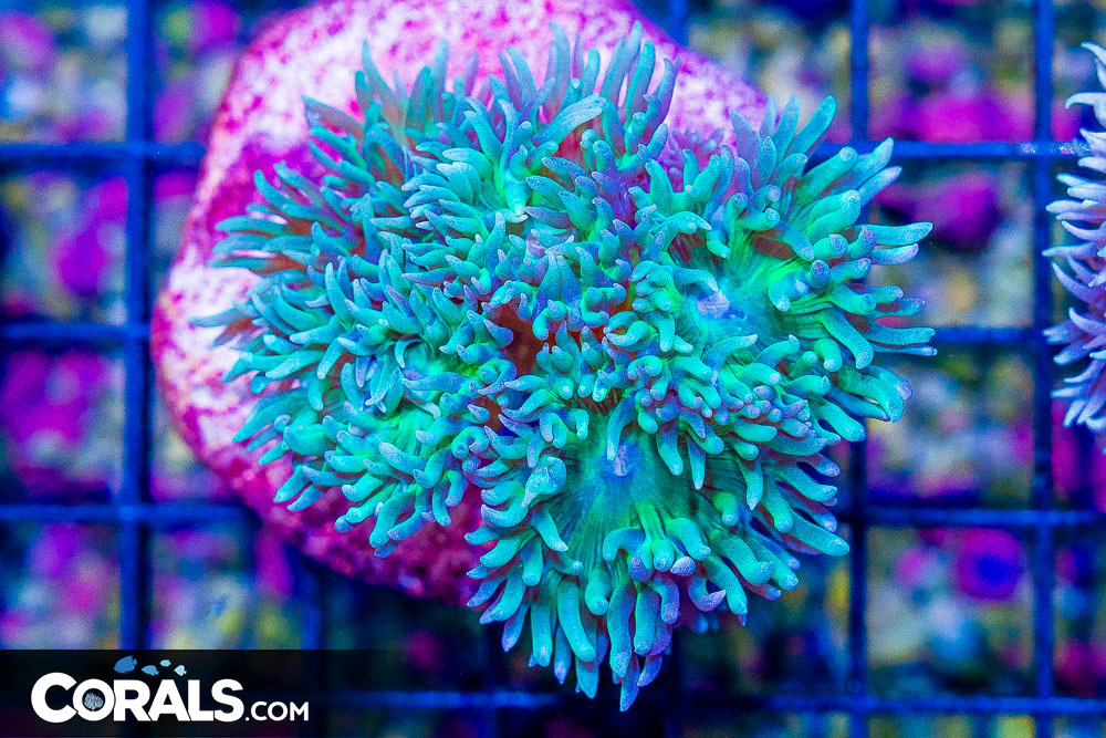 Duncan – Australia MINI COLONY on Base! - Image 1