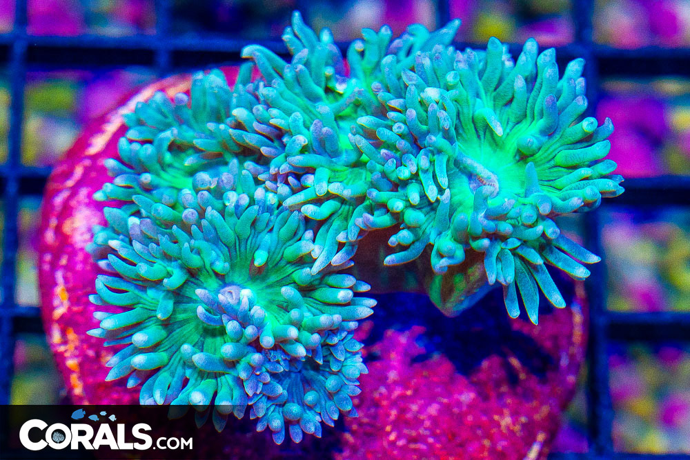 Duncan – Australia MINI COLONY on Base! - Image 1